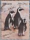 African Penguin Spheniscus demersus  2015 African Penguin Sheet