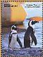 African Penguin Spheniscus demersus  2015 African Penguin  MS