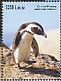 African Penguin Spheniscus demersus  2015 African Penguin  MS MS