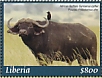Piapiac Ptilostomus afer  2019 African Buffalo  MS