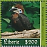 Black-casqued Hornbill Ceratogymna atrata  2020 Hornbills Sheet