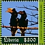 Black-and-white-casqued Hornbill Bycanistes subcylindricus  2020 Hornbills Sheet