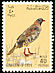 Barbary Partridge Alectoris barbara  1965 Birds 