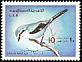 Iberian Grey Shrike Lanius meridionalis  1976 Libyan birds 
