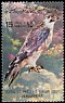 Lanner Falcon Falco biarmicus  1982 Birds 