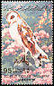 Western Barn Owl Tyto alba  1982 Birds 