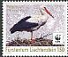 White Stork Ciconia ciconia