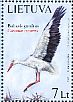 White Stork Ciconia ciconia