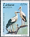 White Stork Ciconia ciconia