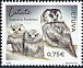 Boreal Owl Aegolius funereus