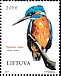 Common Kingfisher Alcedo atthis