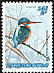 Common Kingfisher Alcedo atthis