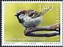 House Sparrow Passer domesticus  2020 Rare birds 