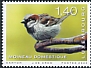 House Sparrow Passer domesticus