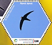 Common Swift Apus apus