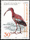 Glossy Ibis Plegadis falcinellus  2000 Birds 