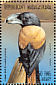 Helmet Vanga Euryceros prevostii  1999 Birds Sheet