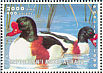 Common Shelduck Tadorna tadorna  1999 Birds Sheet