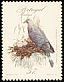 Trocaz Pigeon Columba trocaz  1987 Birds 
