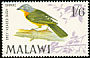 Grey-headed Bushshrike Malaconotus blanchoti  1968 Birds 