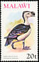 Knob-billed Duck Sarkidiornis melanotos  1975 Birds With wmk