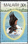 African Fish Eagle Haliaeetus vocifer  1983 African Fish Eagle Strip