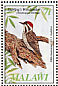 Stierling's Woodpecker Dendropicos stierlingi