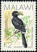 Silvery-cheeked Hornbill Bycanistes brevis  1988 Birds 