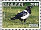 Pied Crow Corvus albus  2018 Malawi indigenous birds Sheet