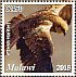 Western Marsh Harrier Circus aeruginosus  2018 Malawi indigenous birds  MS MS MS