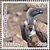 White-backed Vulture Gyps africanus  2018 Vultures  MS MS