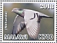 Rock Dove Columba livia  2019 Domesticated birds 6v sheet