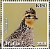 Northern Bobwhite Colinus virginianus  2019 Domesticated birds  MS