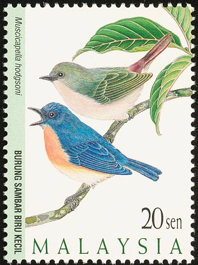 Pygmy Flycatcher Stamps Mainly Images Gallery Format