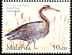 Purple Heron Ardea purpurea  2005 Migratory birds 