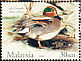 Eurasian Teal Anas crecca