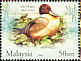 Northern Pintail Anas acuta  2006 Ducks 