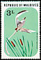 White-tailed Tropicbird Phaethon lepturus  1977 Birds 
