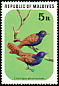Pheasant Coucal Centropus phasianinus  1977 Birds 