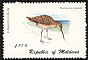 Eurasian Curlew Numenius arquata  1980 Birds 