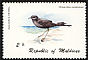 Wilson's Storm Petrel Oceanites oceanicus