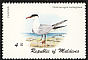 Caspian Tern Hydroprogne caspia  1980 Birds 