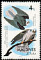 White-tailed Kite Elanus leucurus  1986 Audubon 