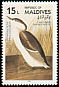 Black-necked Grebe Podiceps nigricollis  1986 Audubon 