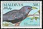 Asian Koel Eudynamys scolopaceus  1990 Birds 