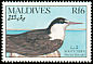 Sooty Tern Onychoprion fuscatus  1990 Birds 