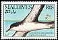 Audubon's Shearwater Puffinus lherminieri