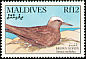 Brown Noddy Anous stolidus