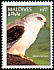 Black-winged Kite Elanus caeruleus  1992 Birds 