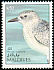 Grey Plover Pluvialis squatarola  1992 Birds 